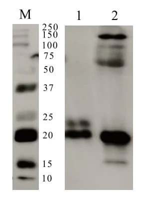 Western blot - Anti-Mup1 antibody (AB95198)