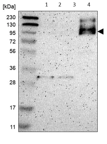Western blot - Anti-MUPCDH antibody (AB121306)