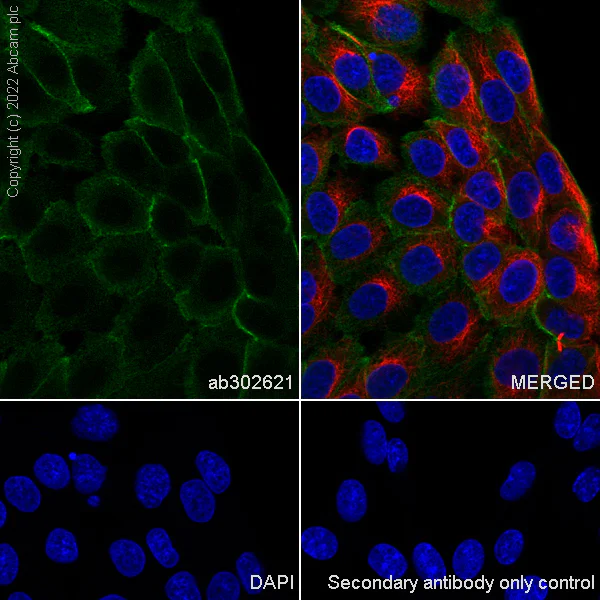 Immunocytochemistry/ Immunofluorescence - Anti-MUPP1 antibody [EPR26317-59] (AB302621)