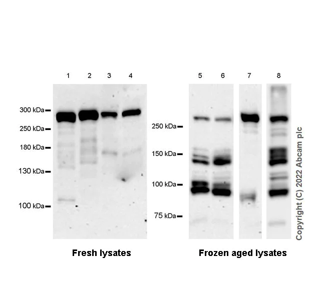 Western blot - Anti-MUPP1 antibody [EPR26317-59] (AB302621)