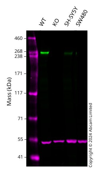 Western blot - Anti-MUPP1 antibody [EPR26317-59] (AB302621), expandable thumbnail