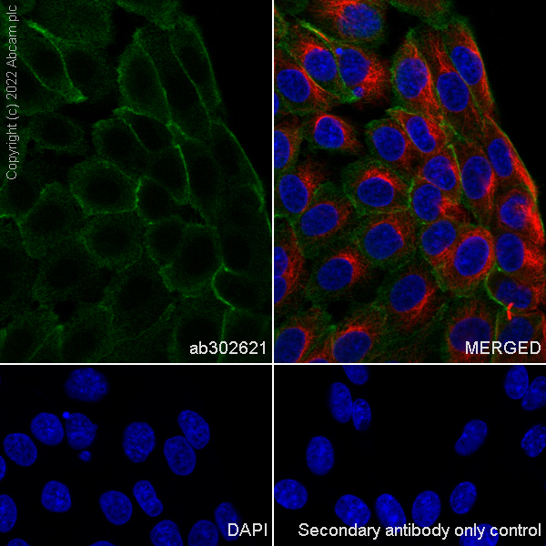 Immunocytochemistry/ Immunofluorescence - Anti-MUPP1 antibody [EPR26317-59] (BSA and Azide free) (ab302622), expandable thumbnail
