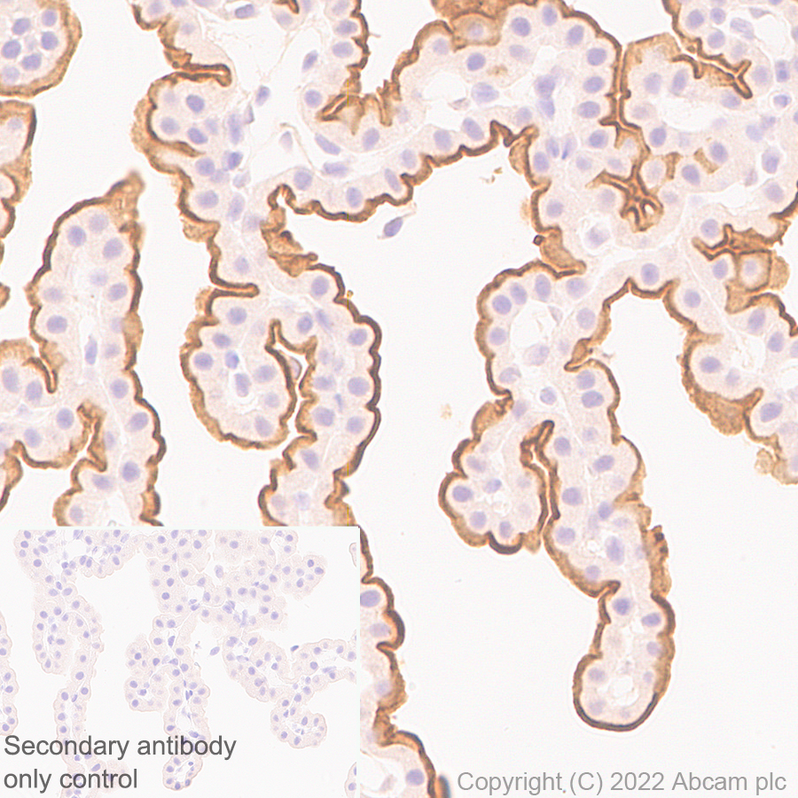 Immunohistochemistry (Formalin/PFA-fixed paraffin-embedded sections) - Anti-MUPP1 antibody [EPR26317-59] (BSA and Azide free) (ab302622), expandable thumbnail