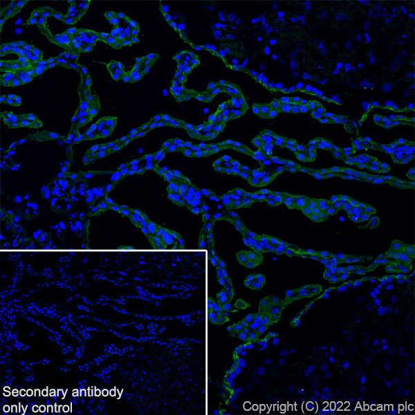 Immunohistochemistry (Frozen sections) - Anti-MUPP1 antibody [EPR26317-59] (BSA and Azide free) (AB302622), expandable thumbnail