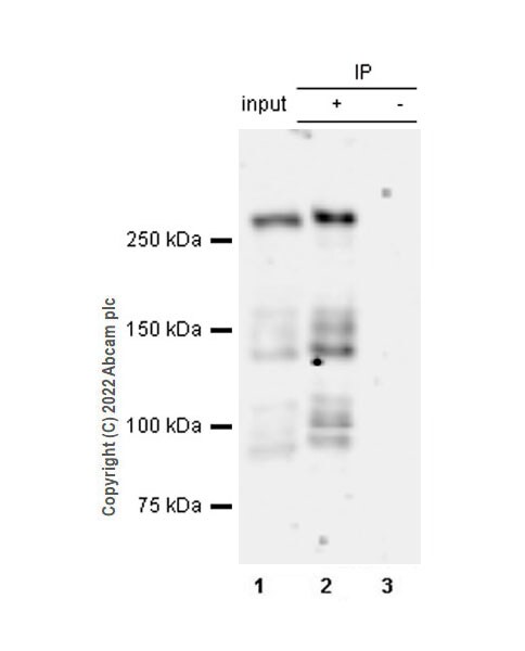 Immunoprecipitation - Anti-MUPP1 antibody [EPR26317-59] (BSA and Azide free) (AB302622), expandable thumbnail