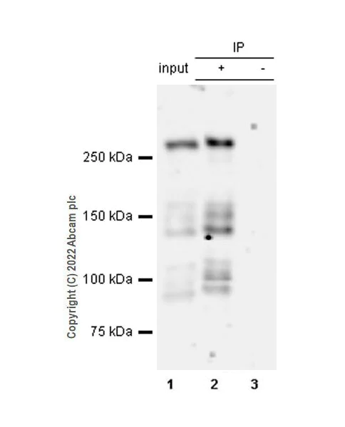 Immunoprecipitation - Anti-MUPP1 antibody [EPR26317-59] (BSA and Azide free) (AB302622)