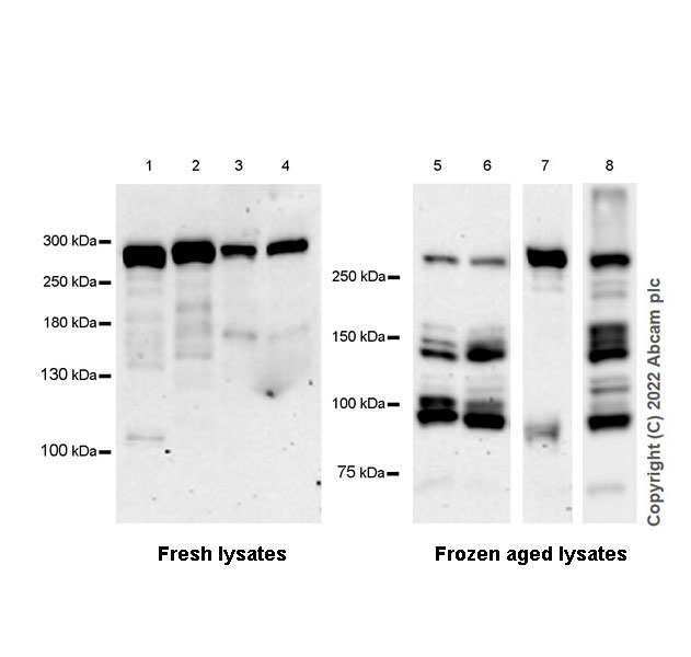 Western blot - Anti-MUPP1 antibody [EPR26317-59] (BSA and Azide free) (ab302622), expandable thumbnail