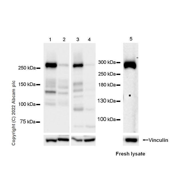 Western blot - Anti-MUPP1 antibody [EPR26317-59] (BSA and Azide free) (ab302622), expandable thumbnail