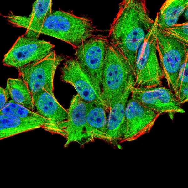 Immunocytochemistry/ Immunofluorescence - Anti-MURF1 antibody [7B8E1] (AB201941), expandable thumbnail