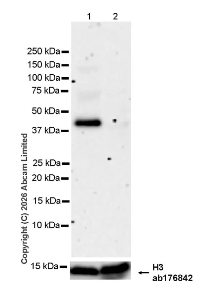 Western blot - Anti-MURF1 antibody [EPR29784-48] (AB327341)