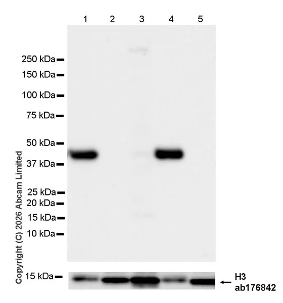 Western blot - Anti-MURF1 antibody [EPR29784-48] (AB327341)