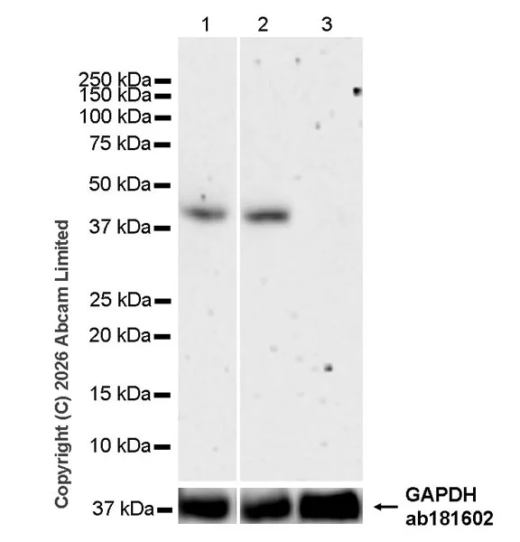 Western blot - Anti-MURF1 antibody [EPR29784-48] (AB327341)