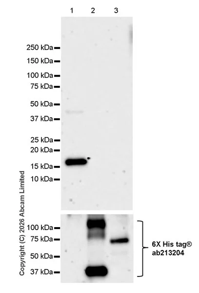 Western blot - Anti-MURF1 antibody [EPR29784-48] (AB327341)