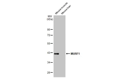 Western blot - Anti-MURF1 antibody [HL1450] - BSA and Azide free (AB313852)