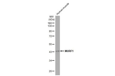 Western blot - Anti-MURF1 antibody [HL1450] - BSA and Azide free (AB313852)