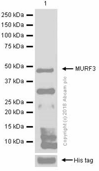 Western blot - Anti-MURF1 + MURF3 + MURF2 antibody [EPR6431(2)] (AB172479), expandable thumbnail