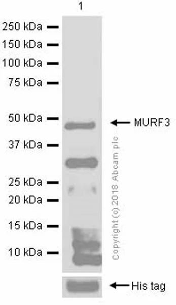 Western blot - Anti-MURF1 + MURF3 + MURF2 antibody [EPR6431(2)] - BSA and Azide free (AB232364)