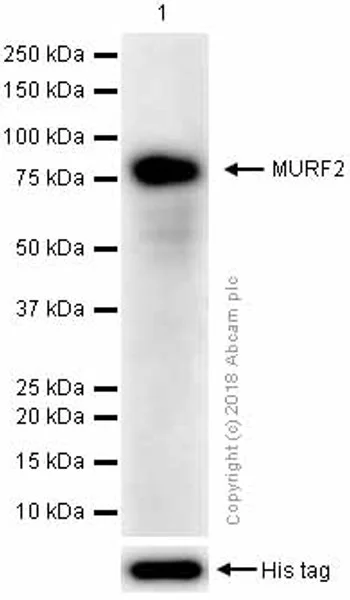 Western blot - Anti-MURF1 + MURF3 + MURF2 antibody [EPR6431(2)] - BSA and Azide free (AB232364)