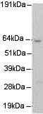 Western blot - Anti-Mus81 antibody [MTA30 2G10/3] (AB14387)