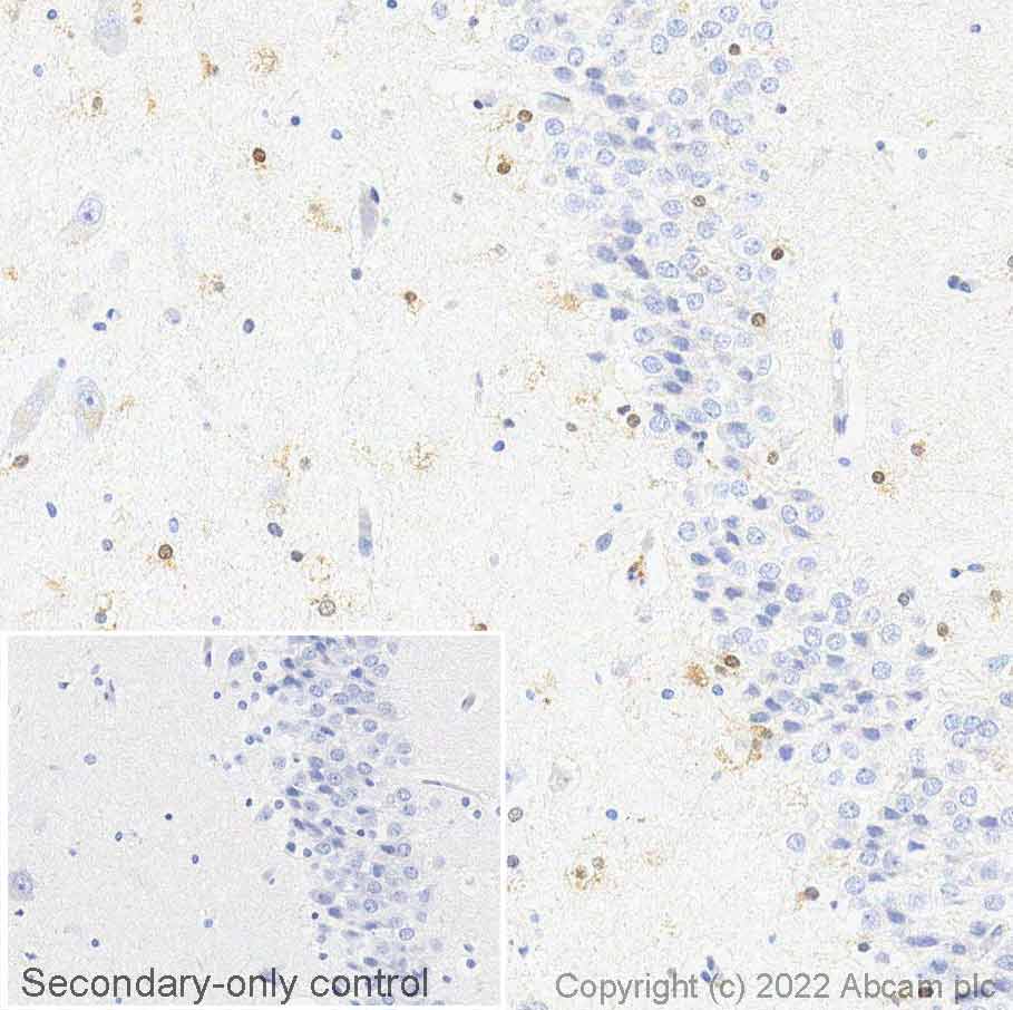 Immunohistochemistry (Formalin/PFA-fixed paraffin-embedded sections) - Anti-Musashi 1 / Msi1 antibody (AB21628), expandable thumbnail