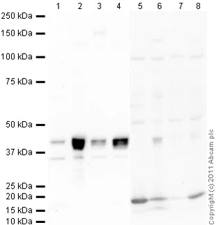 Western blot - Anti-Musashi 1 / Msi1 antibody (AB21628)