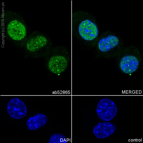 Immunocytochemistry/ Immunofluorescence - Anti-Musashi 1 / Msi1 antibody [EP1302] (AB52865)