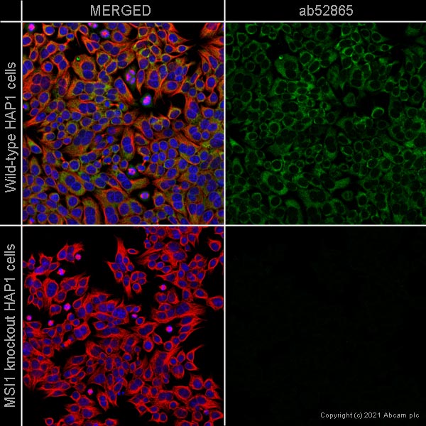 Immunocytochemistry/ Immunofluorescence - Anti-Musashi 1 / Msi1 antibody [EP1302] (AB52865), expandable thumbnail