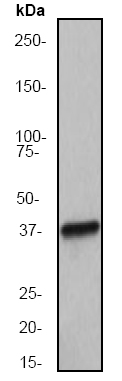 Western blot - Anti-Musashi 1 / Msi1 antibody [EP1302] (ab52865), expandable thumbnail