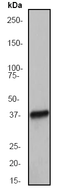 Western blot - Anti-Musashi 1 / Msi1 antibody [EP1302] (AB52865)