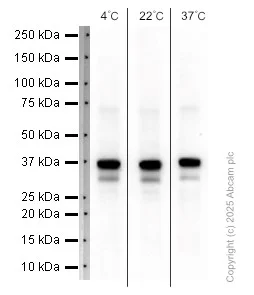 Western blot - Anti-Musashi 1 / Msi1 antibody [EP1302] (AB52865)