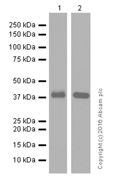 Western blot - Anti-Musashi 1 / Msi1 antibody [EP1302] (AB52865), expandable thumbnail