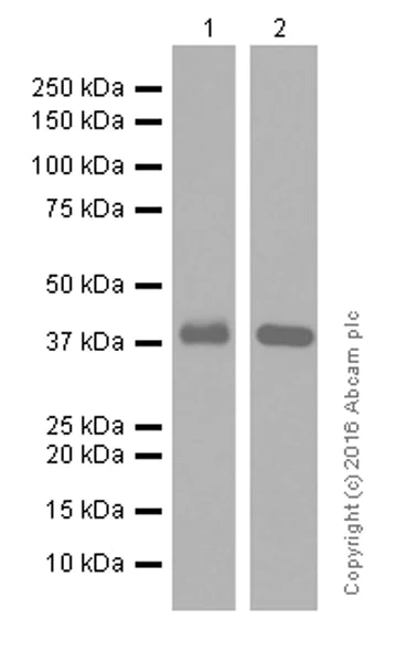Western blot - Anti-Musashi 1 / Msi1 antibody [EP1302] (AB52865)