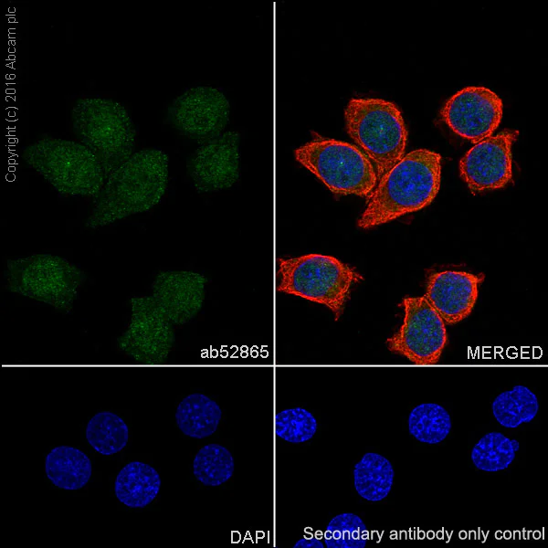 Immunocytochemistry/ Immunofluorescence - Anti-Musashi 1 / Msi1 antibody [EP1302] - BSA and Azide free (AB221797)