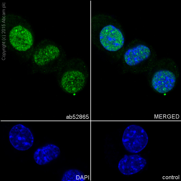 Immunocytochemistry/ Immunofluorescence - Anti-Musashi 1 / Msi1 antibody [EP1302] - BSA and Azide free (ab221797), expandable thumbnail