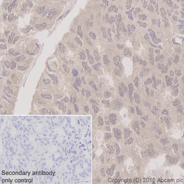 Immunohistochemistry (Formalin/PFA-fixed paraffin-embedded sections) - Anti-Musashi 1 / Msi1 antibody [EP1302] - BSA and Azide free (AB221797), expandable thumbnail