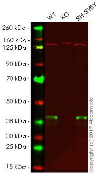 Western blot - Anti-Musashi 1 / Msi1 antibody [EP1302] - BSA and Azide free (AB221797), expandable thumbnail