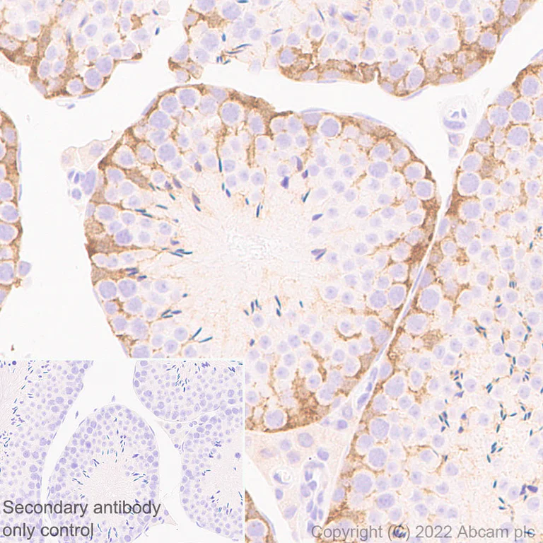 Immunohistochemistry (Formalin/PFA-fixed paraffin-embedded sections) - Anti-Musashi 1 / MSI1 antibody [EPR26106-92] (AB305170)