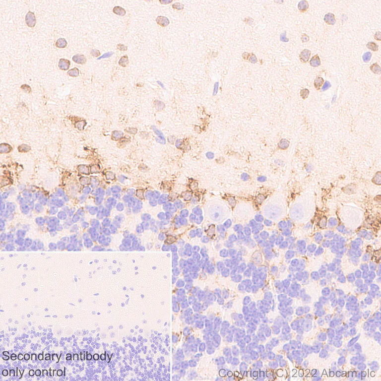 Immunohistochemistry (Formalin/PFA-fixed paraffin-embedded sections) - Anti-Musashi 1 / MSI1 antibody [EPR26106-92] - BSA and Azide free (AB305171)