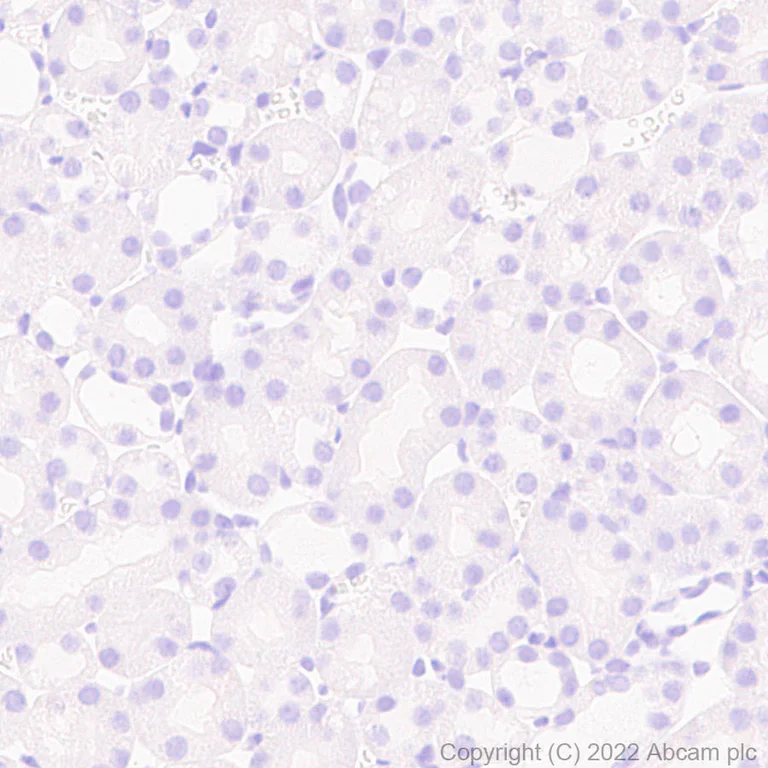 Immunohistochemistry (Formalin/PFA-fixed paraffin-embedded sections) - Anti-Musashi 1 / MSI1 antibody [EPR26106-92] - BSA and Azide free (AB305171)