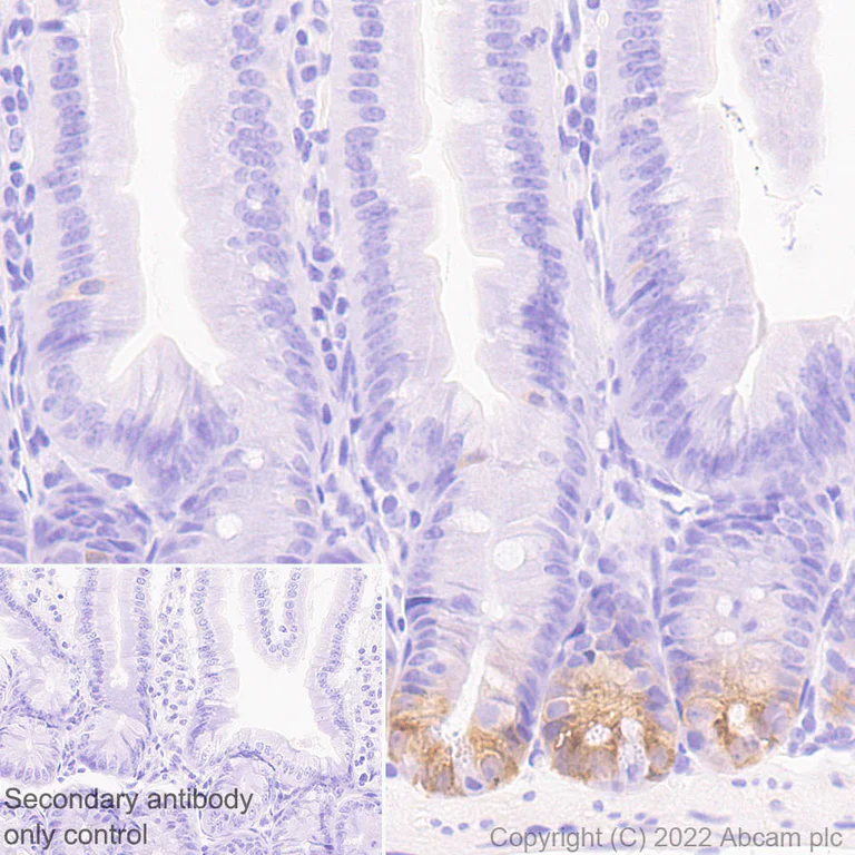 Immunohistochemistry (Formalin/PFA-fixed paraffin-embedded sections) - Anti-Musashi 1 / MSI1 antibody [EPR26106-92] - BSA and Azide free (AB305171)