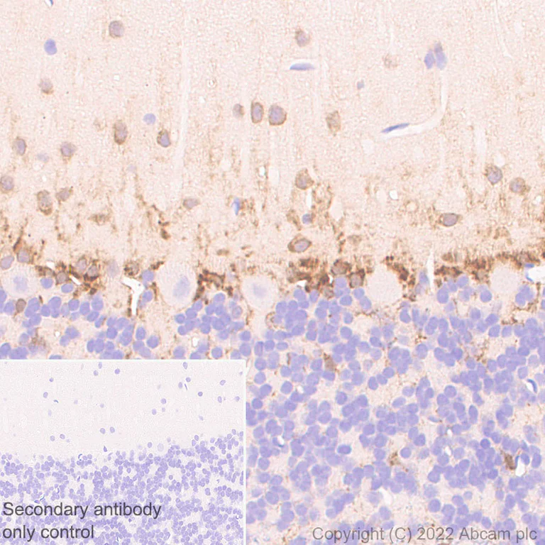 Immunohistochemistry (Formalin/PFA-fixed paraffin-embedded sections) - Anti-Musashi 1 / MSI1 antibody [EPR26106-92] - BSA and Azide free (AB305171)