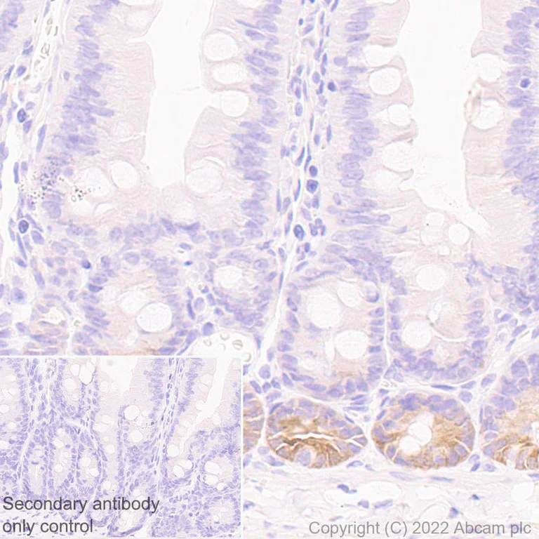 Immunohistochemistry (Formalin/PFA-fixed paraffin-embedded sections) - Anti-Musashi 1 / MSI1 antibody [EPR26106-92] - BSA and Azide free (AB305171)