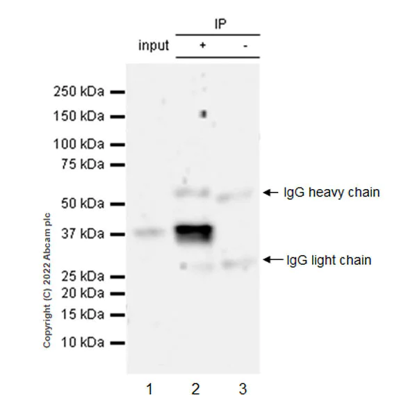 Immunoprecipitation - Anti-Musashi 1 / MSI1 antibody [EPR26106-92] - BSA and Azide free (AB305171)