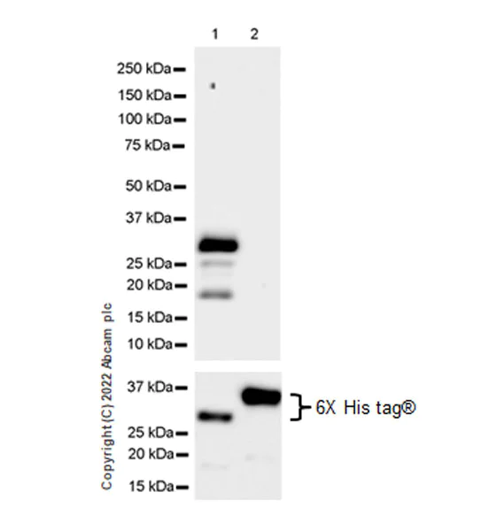 Western blot - Anti-Musashi 1 / MSI1 antibody [EPR26106-92] - BSA and Azide free (AB305171)