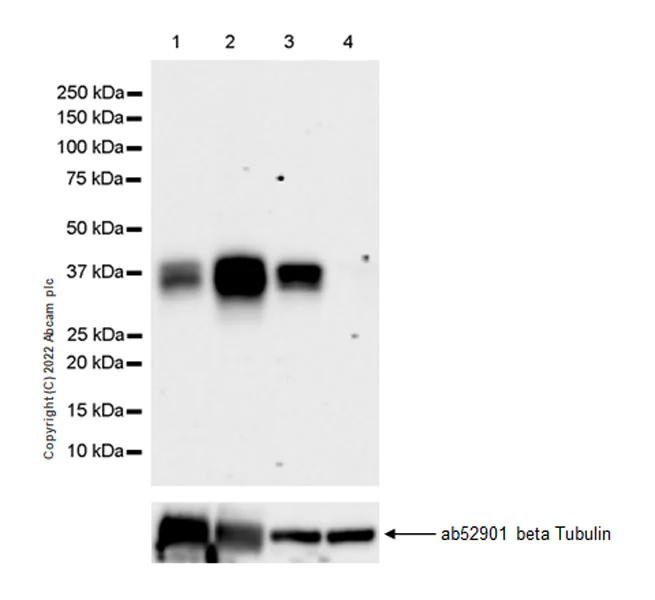 Western blot - Anti-Musashi 1 / MSI1 antibody [EPR26106-92] - BSA and Azide free (AB305171)