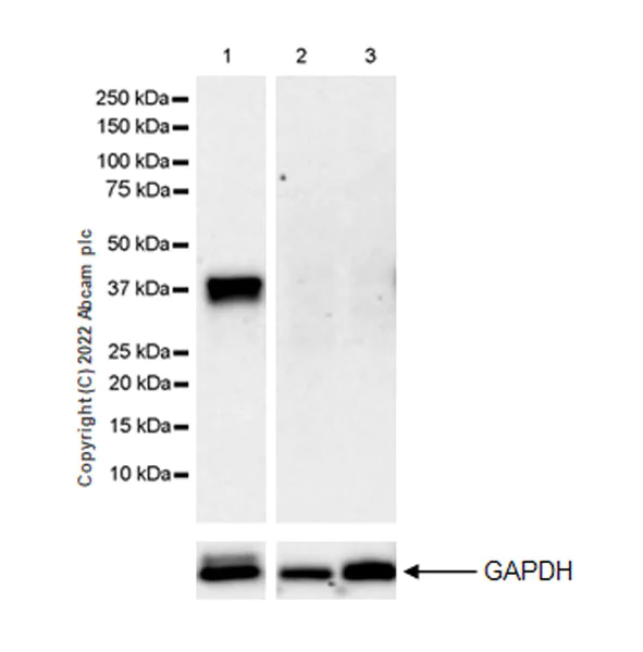 Western blot - Anti-Musashi 1 / MSI1 antibody [EPR26106-92] - BSA and Azide free (AB305171)