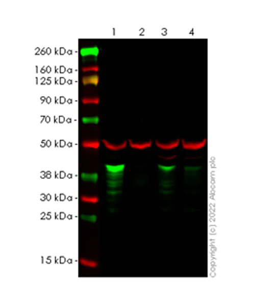 Western blot - Anti-Musashi 1 / MSI1 antibody [EPR26106-92] - BSA and Azide free (AB305171)