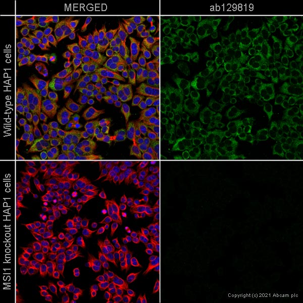 Immunocytochemistry/ Immunofluorescence - Anti-Musashi 1 / Msi1 antibody [Y2709] (AB129819), expandable thumbnail