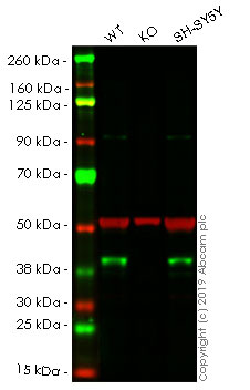 Western blot - Anti-Musashi 1 / Msi1 antibody [Y2709] (AB129819), expandable thumbnail