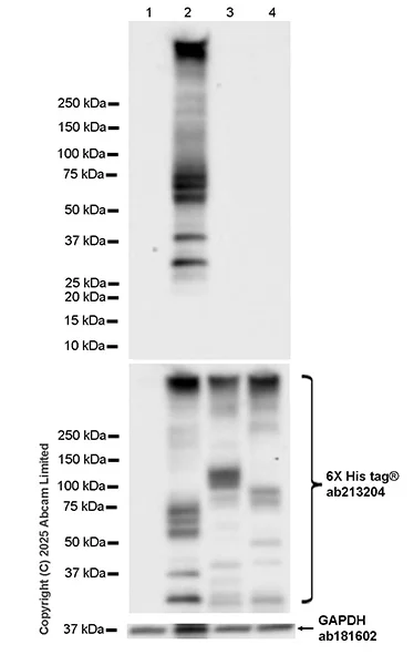 Western blot - Anti-Muscarinic Acetylcholine Receptor 1/CHRM1 antibody [EPR26494-240] (AB325432)